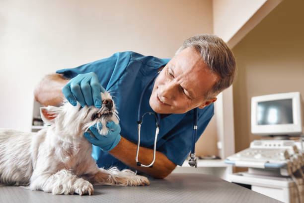 Best Emergency Gum Treatment in Ledbetter, KY